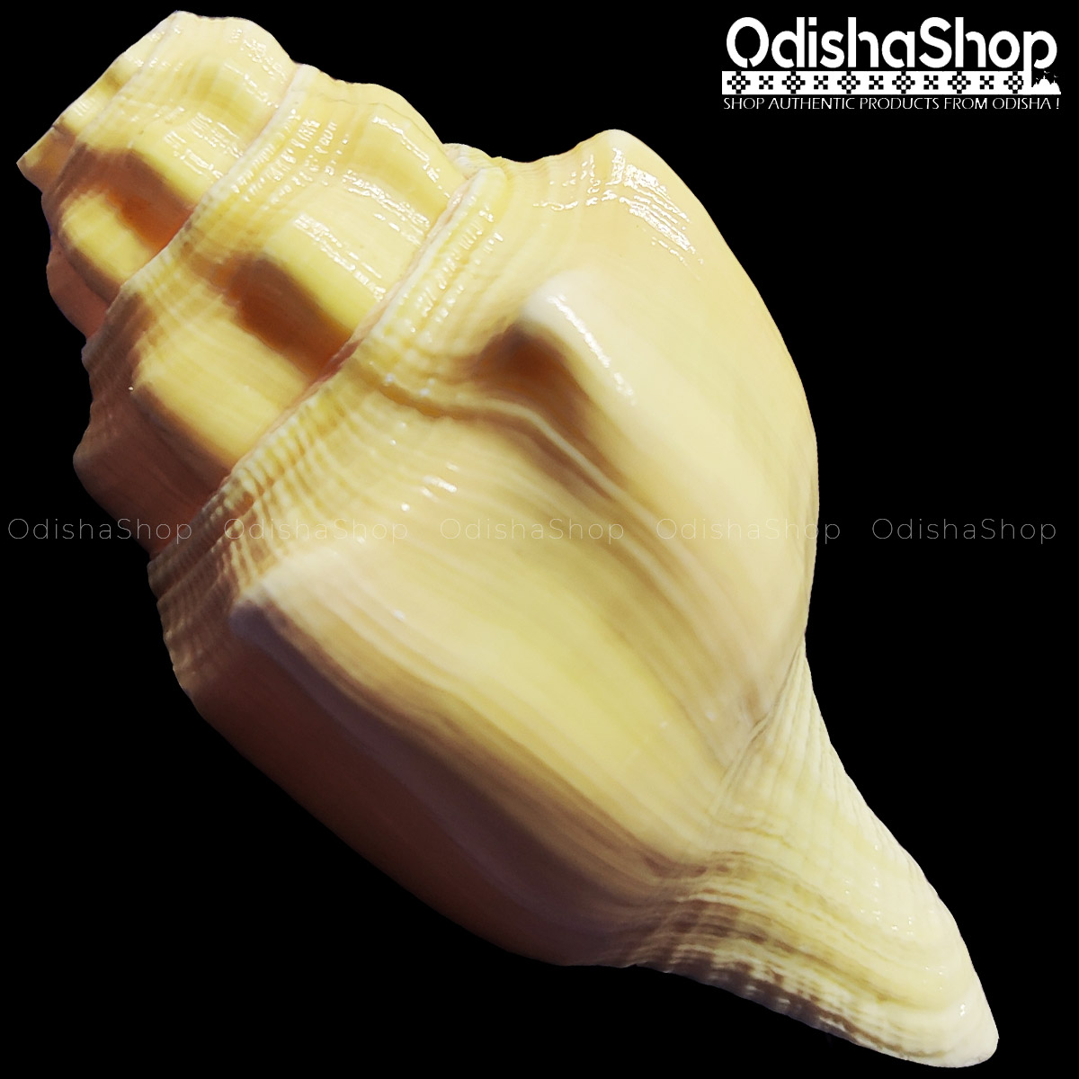 Natural Loud Blowing Sankha Conch For Puja from Puri Odisha