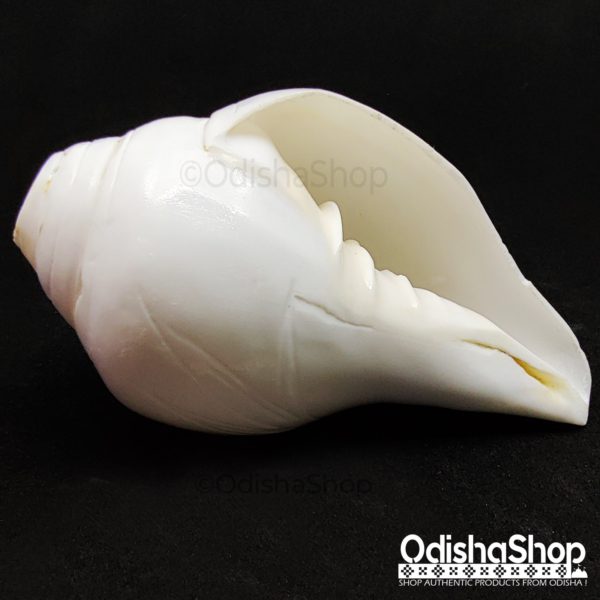 High Quality White Conch Shell Natural Shankh From Odisha Shop