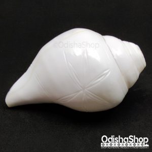 White Conch Shell Natural Shankh From Odisha Shop